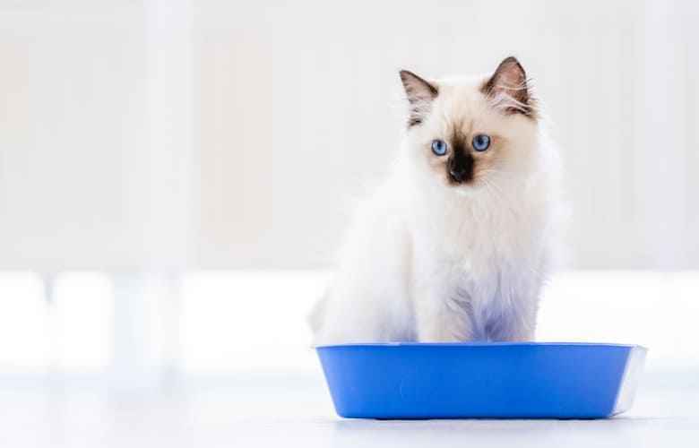 Chat ragdoll confortable grâce à la litière écologique Cat & Zen