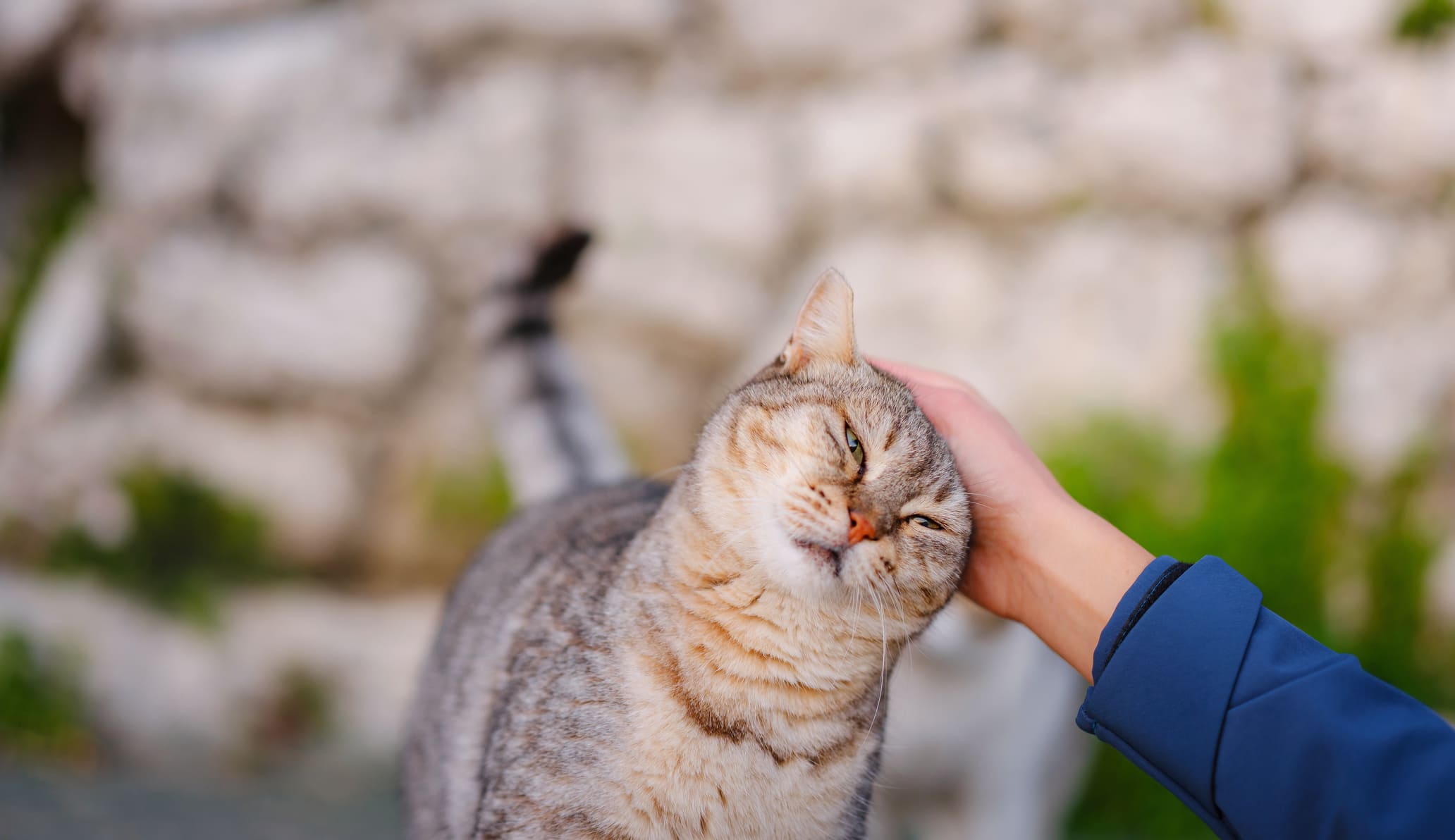 Litière confortable et saine pour chat - Cat & Zen