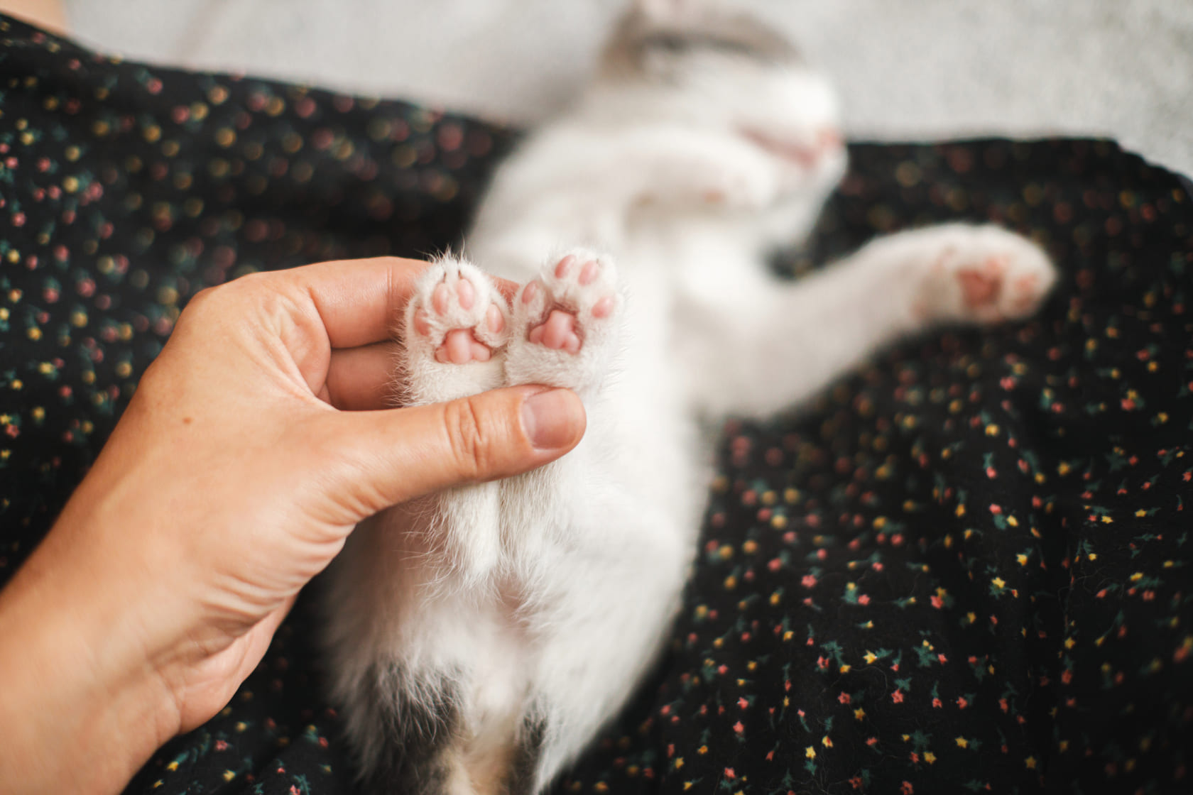 Litière qui ne colle pas aux pattes du chat - Cat & Zen